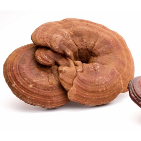 LING ZHI - Ganoderma Lucidum - REISHI 50gr